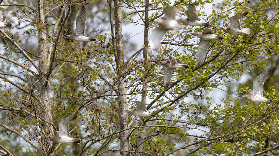 Een vlucht regenwulpen | Schrijven met Licht